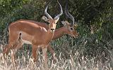 TANZANIA - Lake Manyara National Park - 41